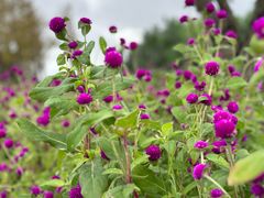 -春花秋色城市公园