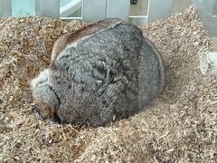 -怪兽屋·羊驼·猫咖·狗咖(俊华广场店)