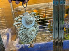 -青石桥花鸟鱼虫市场(叠翠城店)