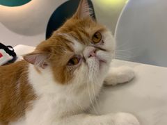 -飞行喵MR PILOT|猫舍·猫咖(静安大融城店)