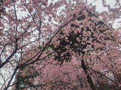 -南山植物园