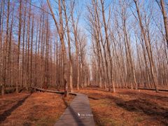 -黄海国家森林公园