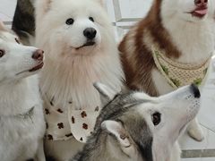 -星多哈·狗咖·拼豆·咖啡