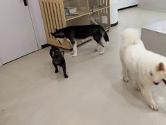 -共舞时光猫咖·狗咖(新街口店)