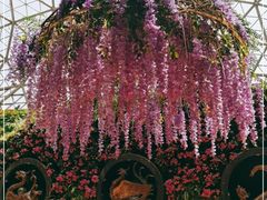 -花之城