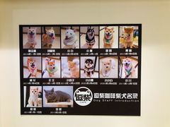 -逗柴咖啡屋·狗咖猫咖宠物桌游