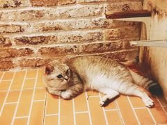 -猫咪博物馆(顶澳仔猫街店)