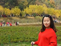 -千年银杏谷文化旅游区
