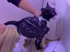 -喵百万·布偶·蓝金金渐层英短·猫舍(百子湾店)