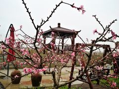 -樂桃源奉贤黄桃种植采摘基地