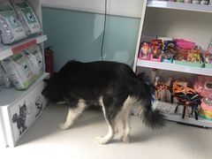 -全心全意连锁动物医院(加州店)