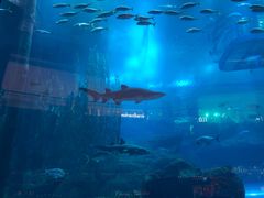 -迪拜水族馆及水下动物园
