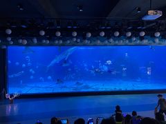 -烟台海昌鲸鲨海洋公园