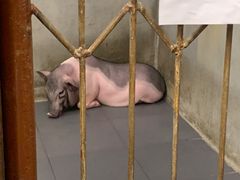 -三肥两瘦烤肉(鹿城店)