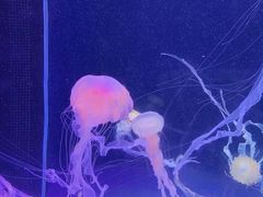 -左海海底世界