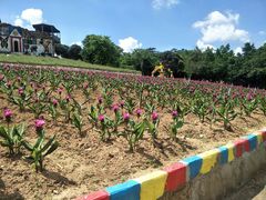 -松山湖梦幻百花洲