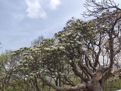 -王顺山国家森林公园