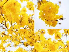 -露天矿生态公园