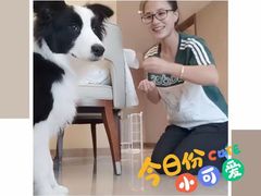 -多乐狗狗宠物训练工作室