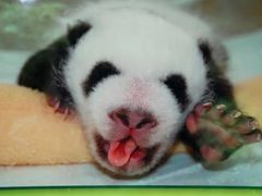 -中国大熊猫保护研究中心雅安碧峰峡基地