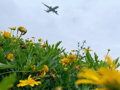 -空港花田景区