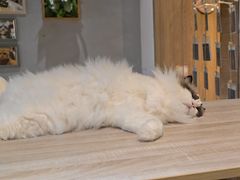 -藏猫猫咖啡主题馆(中央大道店)