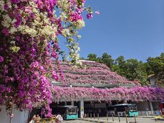 -深圳仙湖植物园