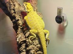 -酷以爬仙阁实体爬宠店·守宫·蜥蜴·专业繁育