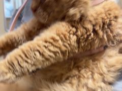 -瑞鹏宠物医院·普外科·影像科·皮肤科(城市山谷分院)