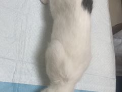 -全心全意连锁动物医院·微创中心·内科急重症·心脏专科(丰管路店)