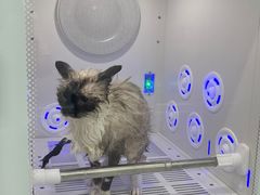 -爱洗澡的猫(天河路店)