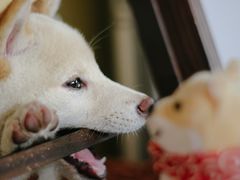 -柴犬高等学院·狗咖·柴犬售卖·宠物训练