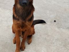 -博特宠物医院24h犬猫全科.骨科·异宠