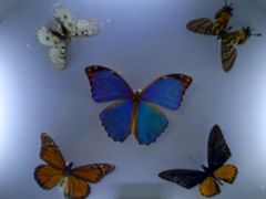 -上海大自然野生昆虫馆(东方明珠·爬宠昆虫探索中心)