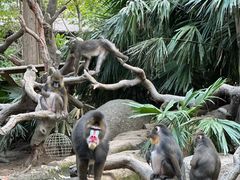 -广州长隆野生动物世界
