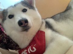 -Husky Go! 哈士奇体验馆·宠物咖啡厅狗咖