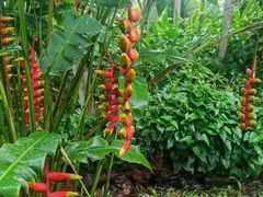-中国科学院西双版纳热带植物园