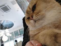 -飞行喵MR PILOT|猫舍·猫咖(静安大融城店)