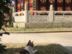 -碧江金楼