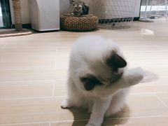 -momokira米努特·德文卷毛猫·棉花面纱犬