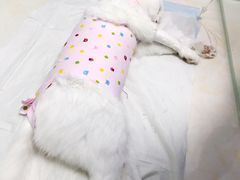 -纳吉亚猫专科动物医院博雅分院