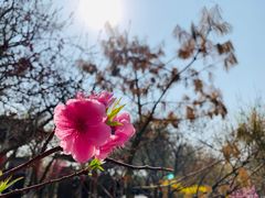 -桃花堤公园