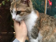 -虚荣精酿酒屋(五羊店)