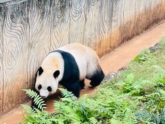 -海南热带野生动植物园
