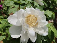 -洛阳市隋唐城遗址植物园