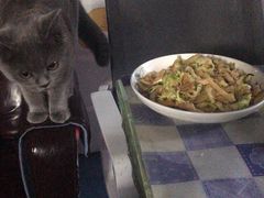 -猫大福·Fortune Cat猫舍(百子湾店)