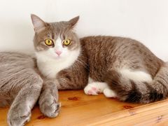 -Catmate·猫肥家润(金润铂宫店)