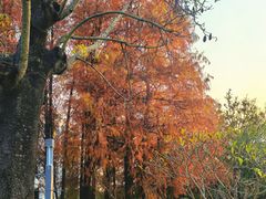 -四海公园(南山区)