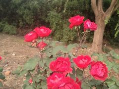 iphone_upload_pic-三山岛