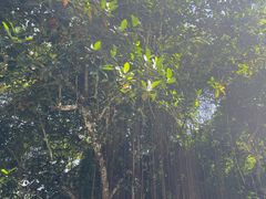 -中国科学院西双版纳热带植物园